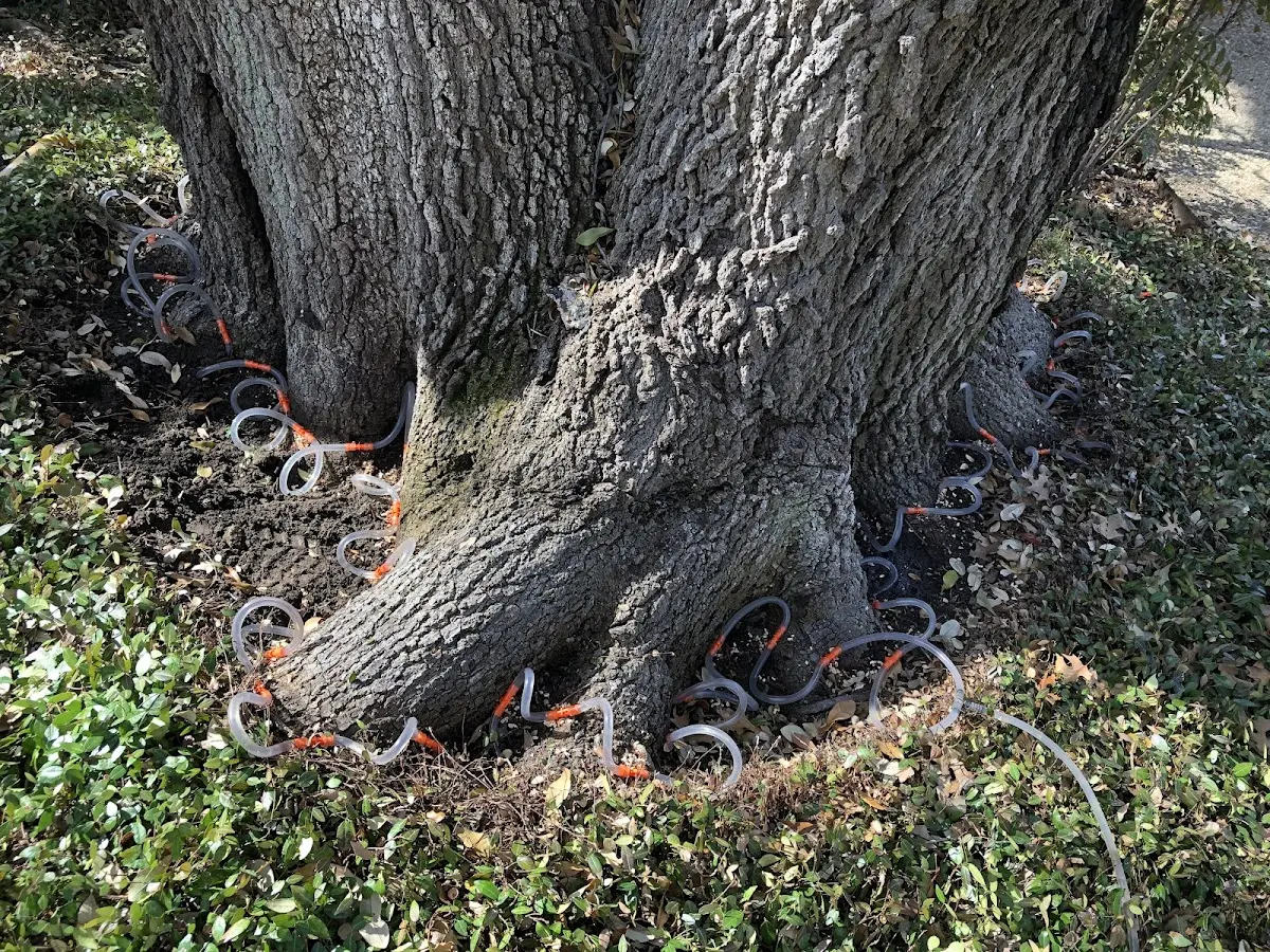 Detailed Tree Cabling and Bracing job site in Suttons Bay