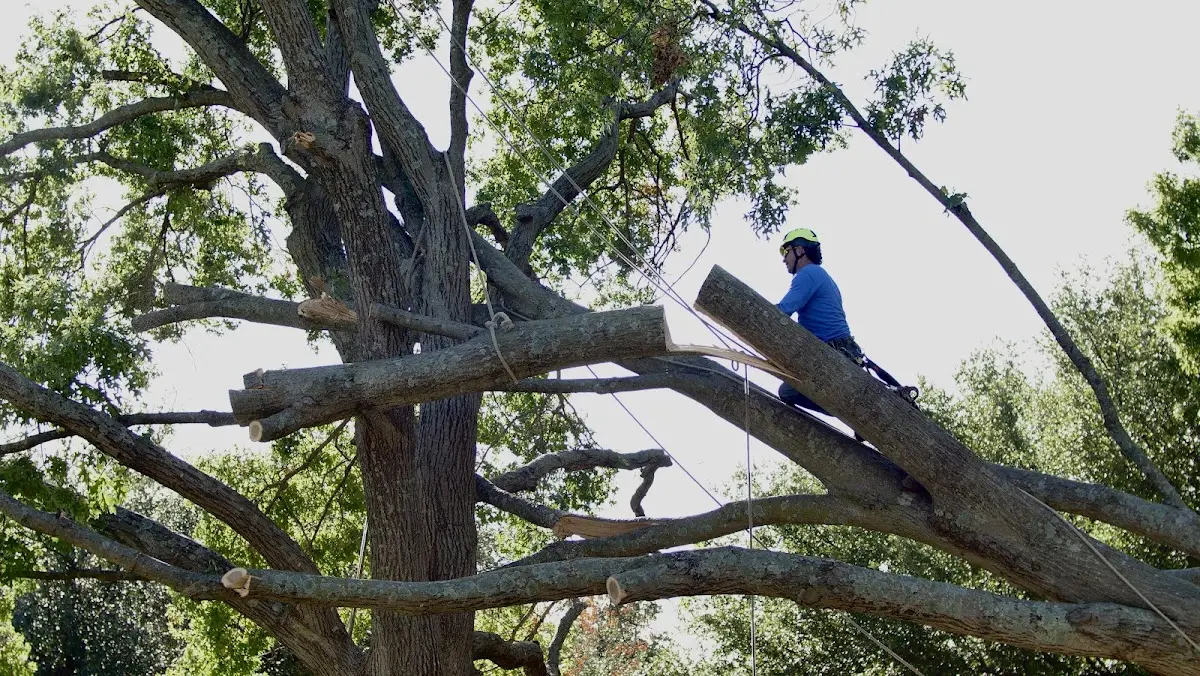 Professional Crown Thinning performed by certified arborists in Suttons Bay