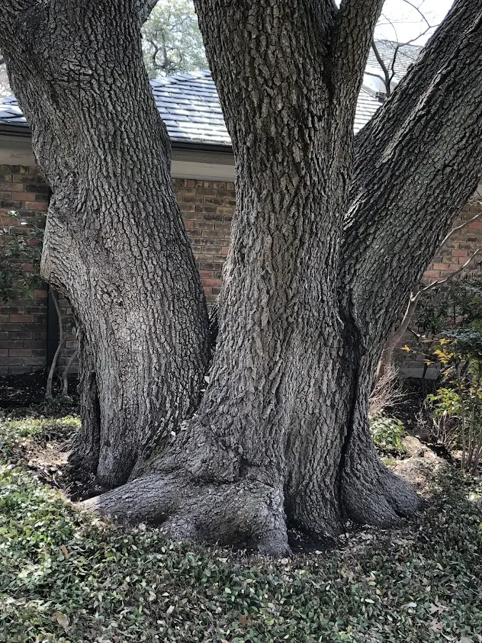 Mature heritage tree close to a Suttons Bay property cared for by certified arborists